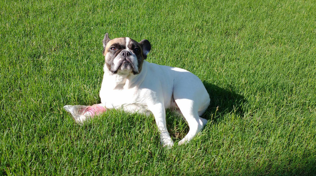 How Much Do French Bulldogs Cost?